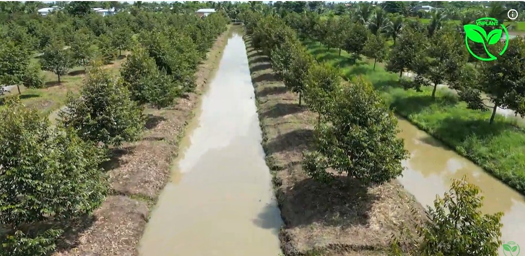 vuon sau rieng tai can tho